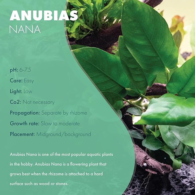 Anubias Live Aquarium Plants - Potted Freshwater Plant for Fish Tanks, Terrariums - Beginner Friendly Low Light (Nana, 1 Pot)