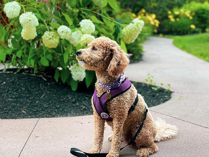 Gooby Comfort X Head in Harness - Purple, Small - No Pull Dog Harness with Patented Choke-Free X Frame for Small to Medium Dogs Indoor/Outdoor Use