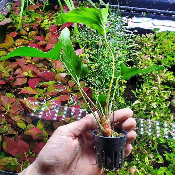 Anubias Live Aquarium Plants - Potted Freshwater Plant for Fish Tanks, Terrariums - Beginner Friendly Low Light (Hastifolia, 1 Pot)