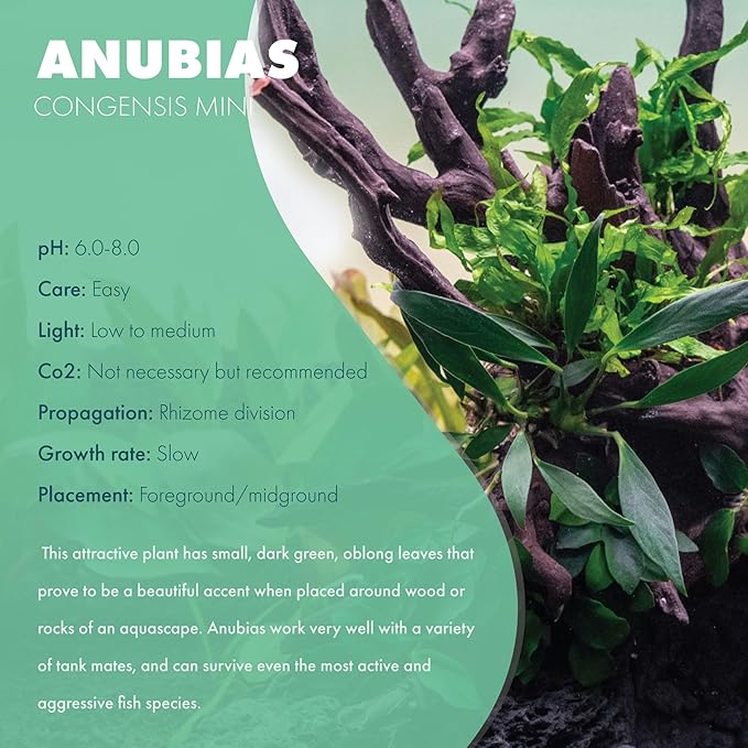 Anubias Live Aquarium Plants - Potted Freshwater Plant for Fish Tanks, Terrariums - Beginner Friendly Low Light (Congensis Mini, 1 Pot)