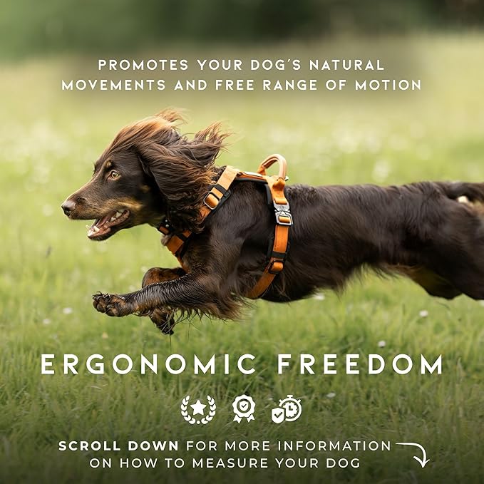 MADE TO ROAM Premium Explorer Harness - Y-Shaped Dog Harness with Adjustable Durable Nylon, Soft Padding, Metal Buckles and Leather Handle for Small, Medium, Large Dogs (Vermont Weekends, Size 4)