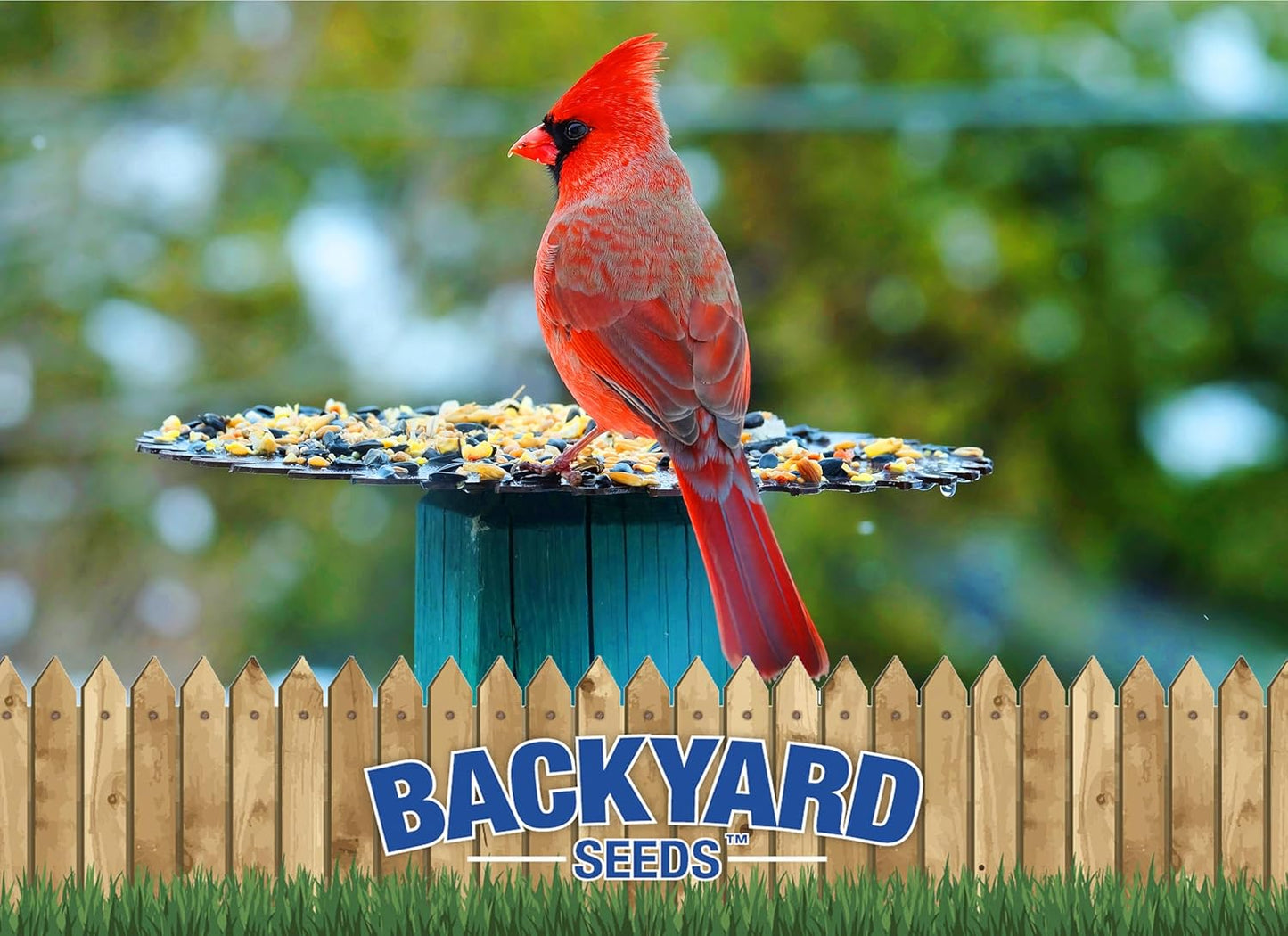 CountryMax Backyard Seeds Premium Bird Seed 40 lb – Supreme Wild Bird Food Blend for Outdoor Feeders – Attracts Songbirds, Cardinals, Finches, Chickadees, and More