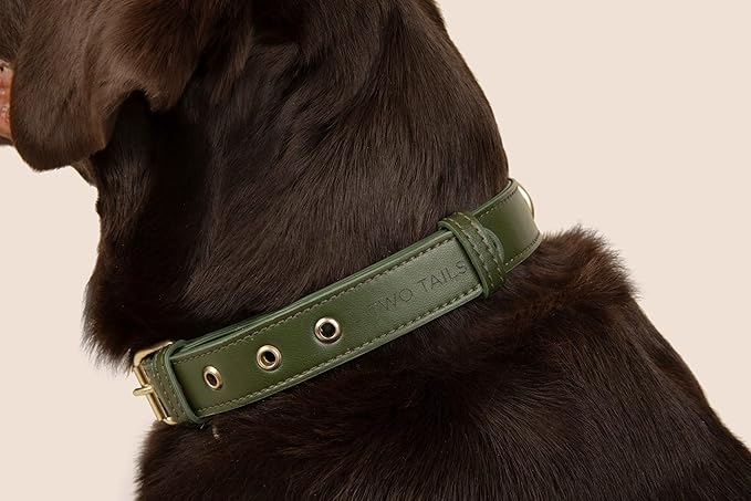 Cactus Leather Dog Collar - Eco-Friendly, Stylish, Easy-to-Clean Pet Collar with Gold Hardware, D-Rings for Leash & ID Tag (Medium, Green)