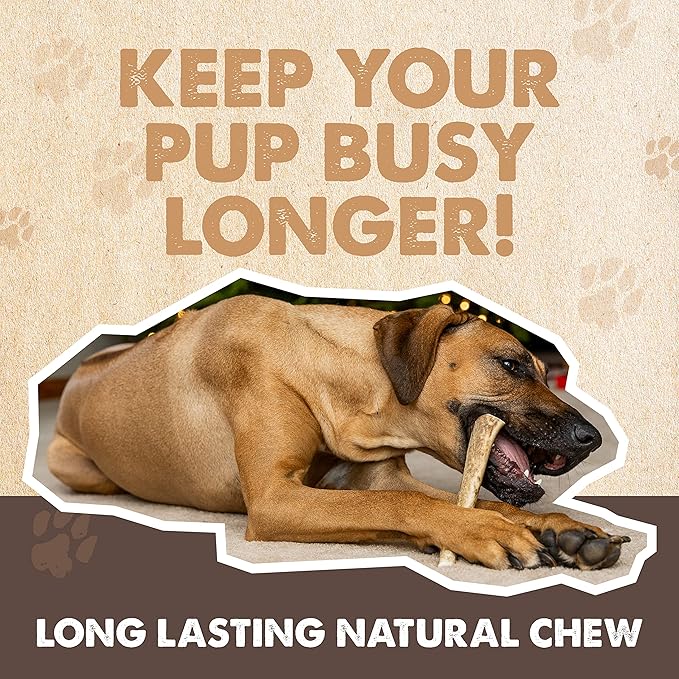 Mighty Paw Split Elk Antlers for Dogs (Sourced in The USA) | 1 Whole Medium 6"+ Long Lasting Bones for Aggressive Chewers - Naturally Shed Split Deer Antler for Dogs - Low Odor Chews (Pack of 1)