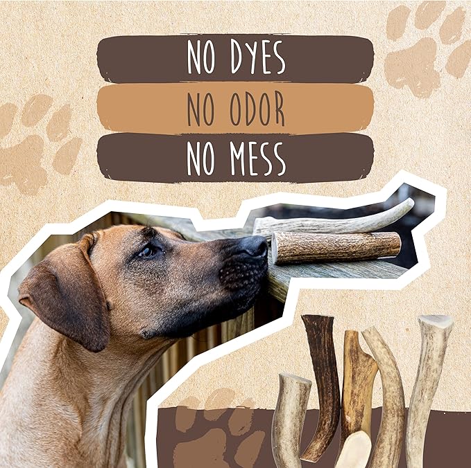 Mighty Paw Elk Antlers for Dogs | Large Size 8'' Premium Deer Antlers, Pets &Puppies. Long Lasting Aggressive Chewers. Dog Antler Chews for Large &XL Dog,1 Count (Pack of 1)