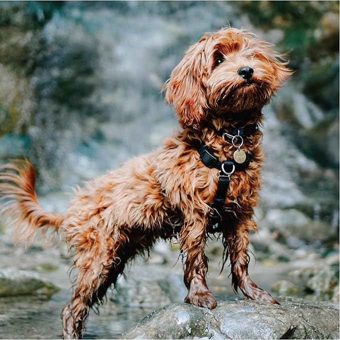 Blue-9 Buckle-Neck Balance Harness, Fully Customizable Fit No-Pull Harness, Ideal for Dog Training and Obedience, Made in The USA, Camo, X-Small