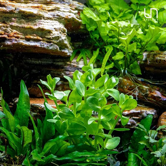 Ultum Nature Systems Live Tissue Culture - Purple Bacopa (Bacopa salzmannii) - Moderate - Moderate to High Light - Purple and Violet Accent - Midground - 100% Snail Free Grown in-Vitro - Regular Cup