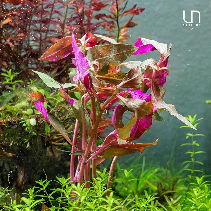 Ultum Nature Systems Mini Alternanthera Reineckii Red Stem Tissue Culture Live Plant for Aquarium, Aquascape, Freshwater Fish Tanks - 100% Snail Free in Vitro