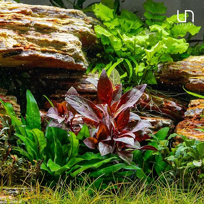 Ultum Nature Systems Mini Alternanthera Reineckii Red Stem Tissue Culture Live Plant for Aquarium, Aquascape, Freshwater Fish Tanks - 100% Snail Free in Vitro