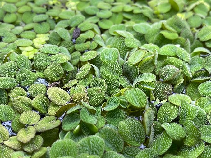 Salvinia Minima Water Spangle Live Floating Aquarium Plant Freshwater Planted Tank Ponds Aquascapes Natural Water Filtration Easy Care Growing Natural Shade Cover Betta Shrimp Salvinia 6 Plants